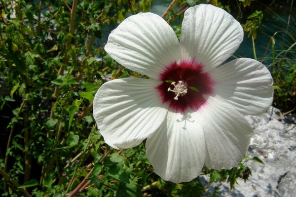 Landscape White Hibiscus (Hibiscus moscheutos)