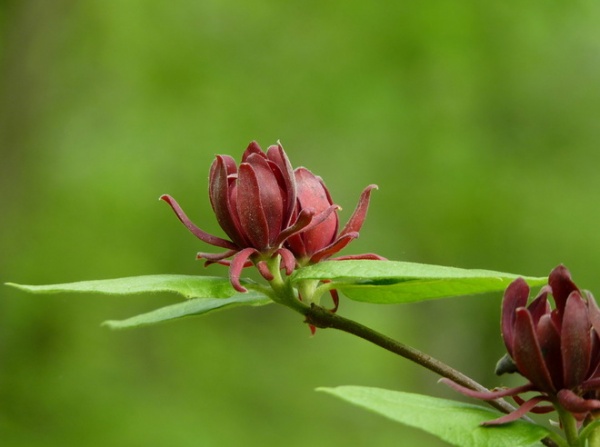 Landscape Carolina Allspice (Calycanthus floridus)