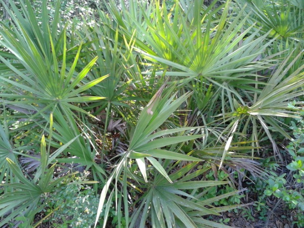 Landscape Saw Palmetto (Serenoa repens)