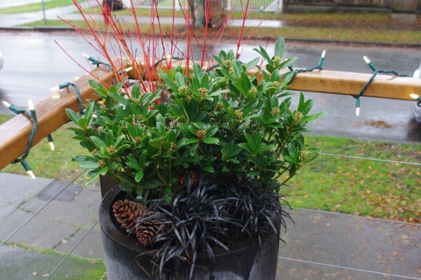 7 Container Plantings to Bring Winter Gardens to Life