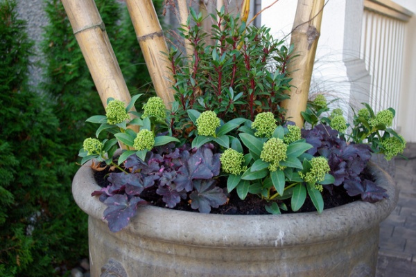 7 Container Plantings to Bring Winter Gardens to Life