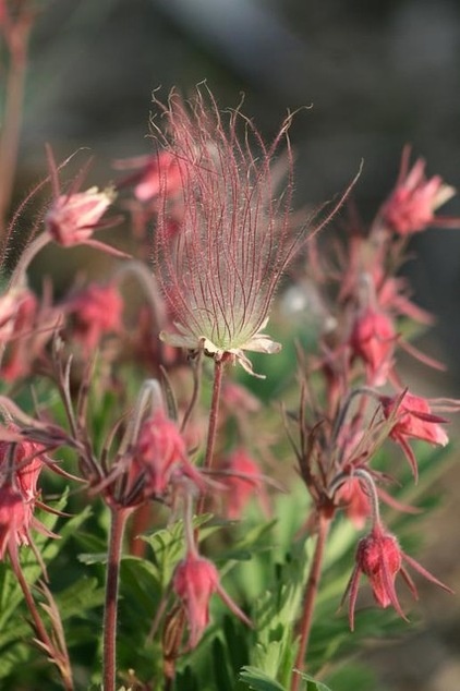 Great Design Plant: Geum Triflorum