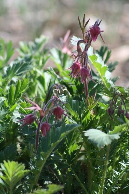 Great Design Plant: Geum Triflorum