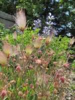 Great Design Plant: Geum Triflorum