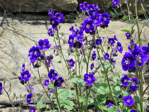 Landscape Phacelia Parryi