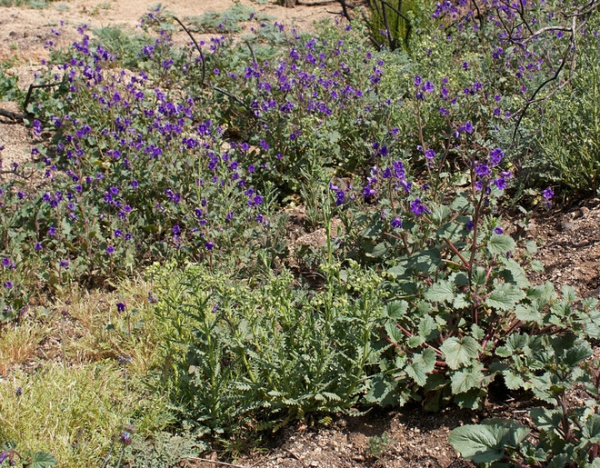 Landscape Phacelia Minor