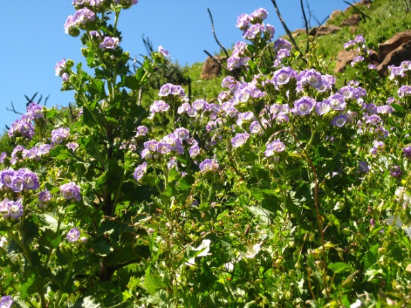 Landscape Phacelia Grandiflora