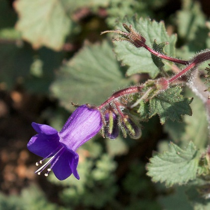 Landscape Phacelia Minor