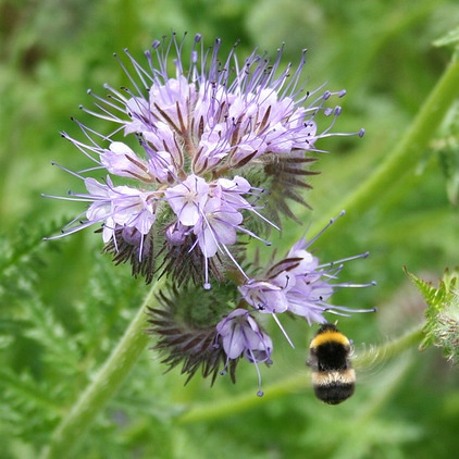 Landscape Phacelia Tanacetifolia Attracting a Bumblebee