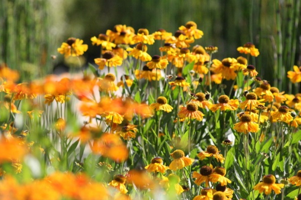 Traditional Landscape by Laara Copley-Smith Garden & Landscape Design