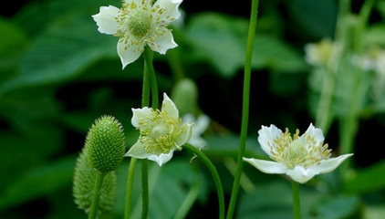 What’s in a Name? See 6 Wildflowers That Aren’t ‘Weeds’ at All