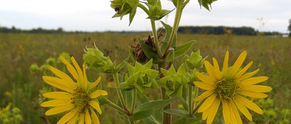 What’s in a Name? See 6 Wildflowers That Aren’t ‘Weeds’ at All