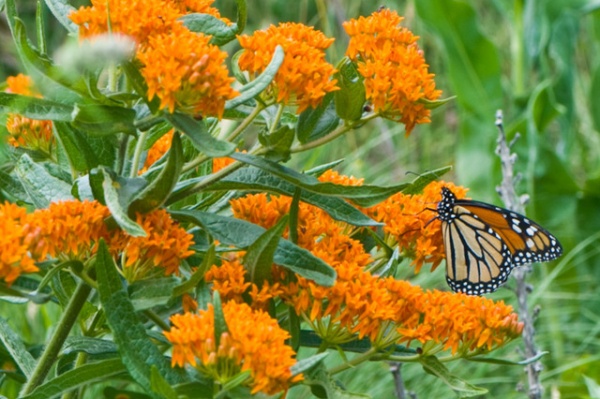 What’s in a Name? See 6 Wildflowers That Aren’t ‘Weeds’ at All