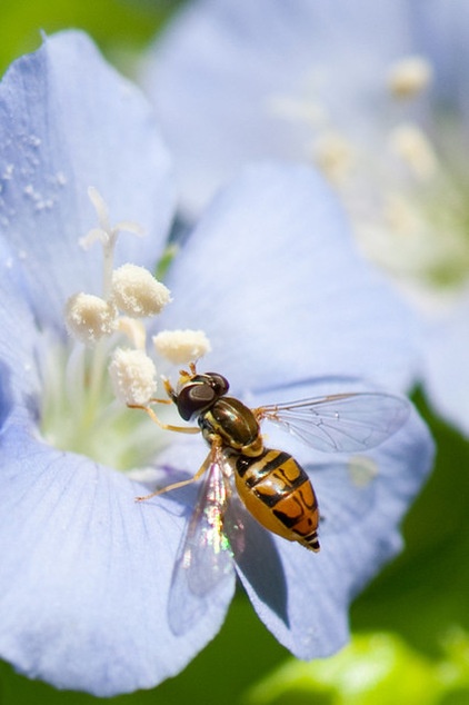 This Fly Is One of the Most Beneficial Insects Around