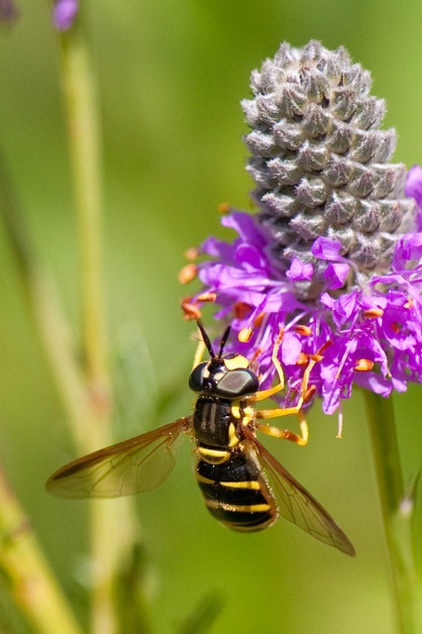 This Fly Is One of the Most Beneficial Insects Around