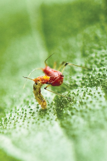 This Fly Is One of the Most Beneficial Insects Around