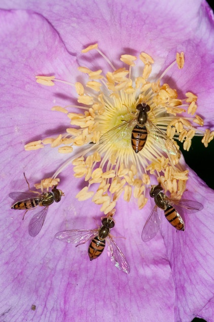 This Fly Is One of the Most Beneficial Insects Around