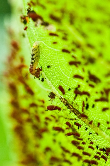 This Fly Is One of the Most Beneficial Insects Around