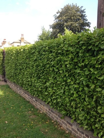 Autumn hedges