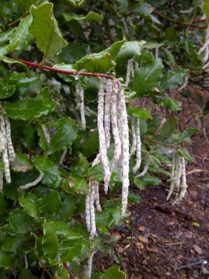 These Hedges Can Add Interest to Your Winter Garden