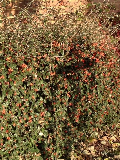 Autumn hedges