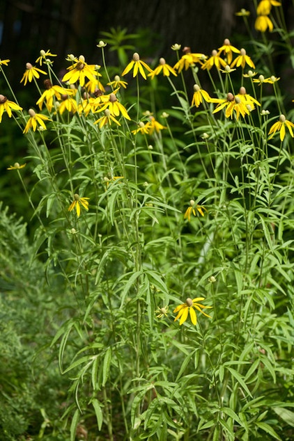 Great Design Plant: Ratibida Pinnata Flutters in the Breeze