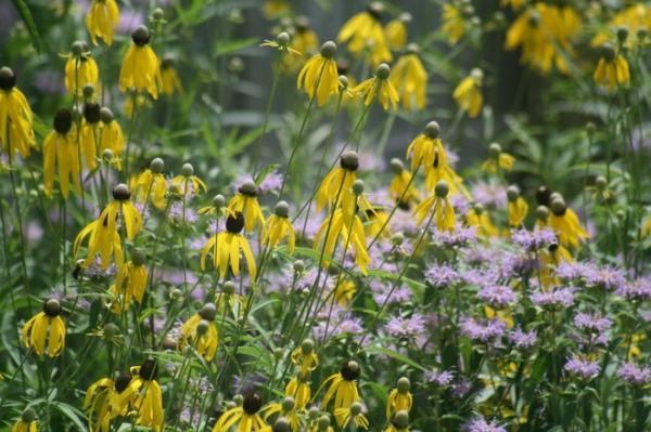 Great Design Plant: Ratibida Pinnata Flutters in the Breeze