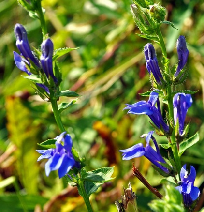 Landscape Great Blue Lobelia