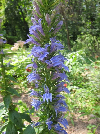 Landscape Great Blue Lobelia