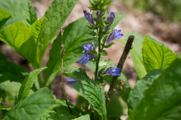 Landscape Great Blue Lobelia