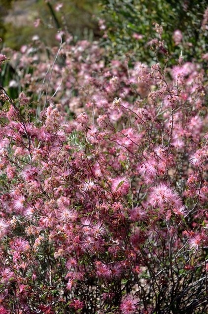 Great Design Plant:  Low-Maintenance Calliandra Eriophylla