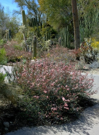 Great Design Plant:  Low-Maintenance Calliandra Eriophylla