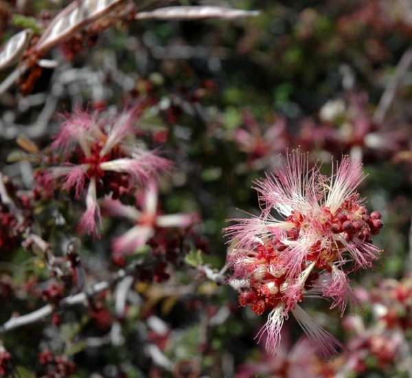 Great Design Plant:  Low-Maintenance Calliandra Eriophylla