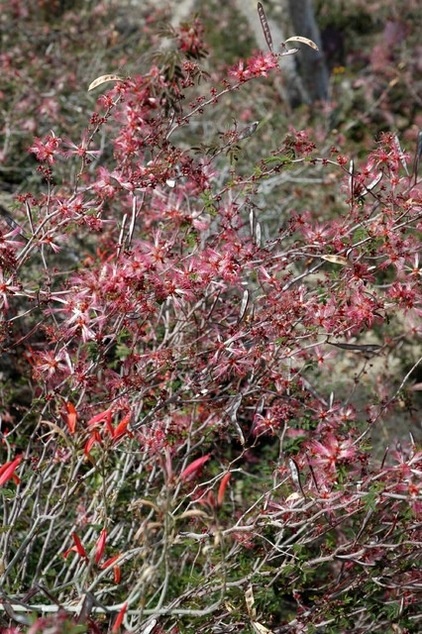 Great Design Plant:  Low-Maintenance Calliandra Eriophylla