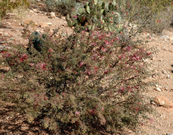 Great Design Plant:  Low-Maintenance Calliandra Eriophylla