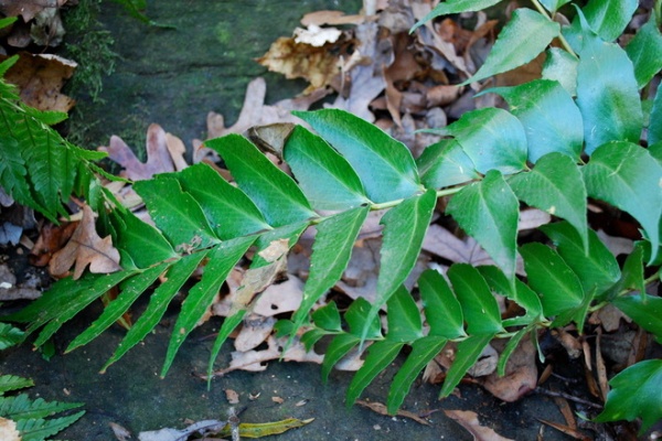 Great Design Plant: Cyrtomium Falcatum ‘Rochfordianum’