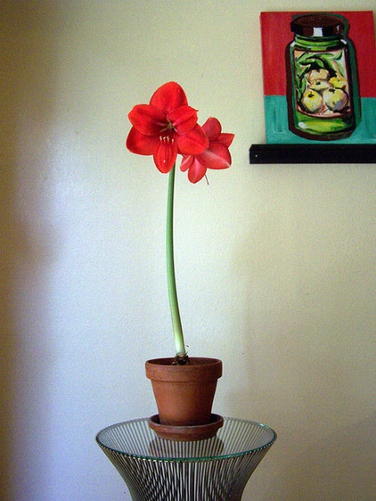 Have a Blooming Winter: How to Force Amaryllis Bulbs Indoors