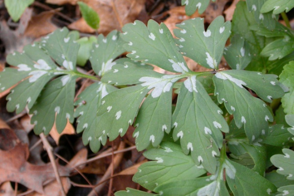 Great Design Plant: Hydrophyllum Virginianum