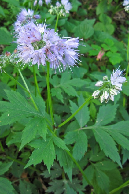 Great Design Plant: Hydrophyllum Virginianum