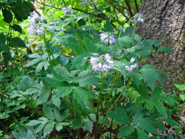 Great Design Plant: Hydrophyllum Virginianum