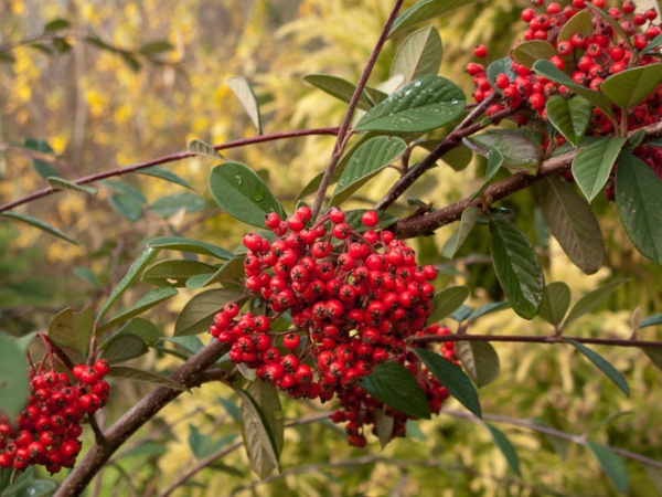 Great Design Plant: Cotoneaster Lacteus