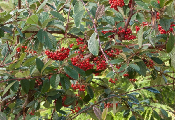 Great Design Plant: Cotoneaster Lacteus