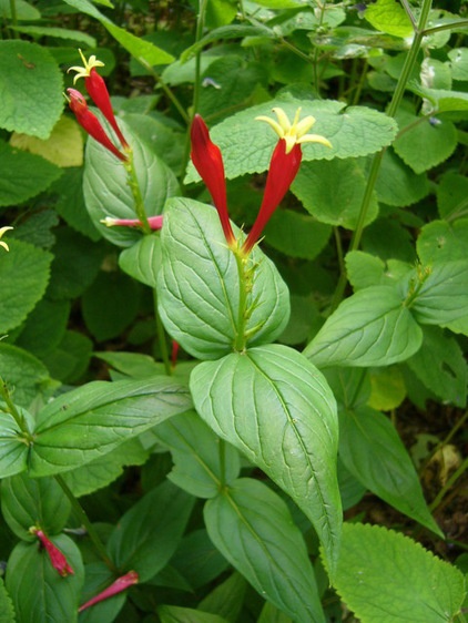 Landscape Spigelia