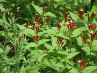 Great Design Plant: Spigelia Marilandica