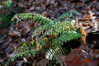 Great Design Plant: Woodland Garden Beauty Polystichum Acrostichoides