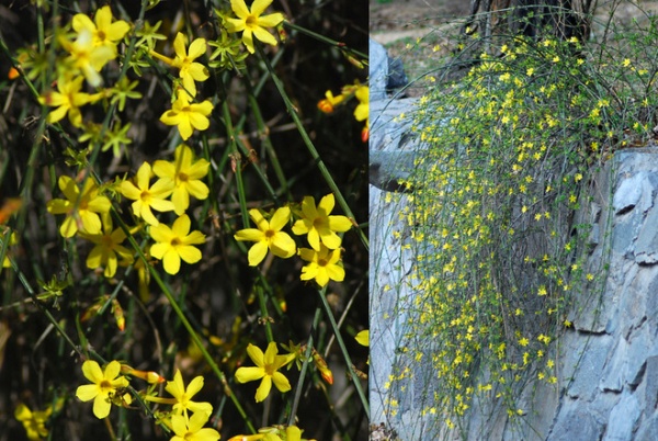 Landscape Winter jasmine (Jasminum nudiflorum)