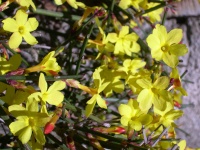 Great Design Plant: Winter Jasmine Gladdens Snowy Gardens