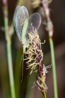 Look Out for Lacewings: Beneficial Insects Coming to a Garden Near You