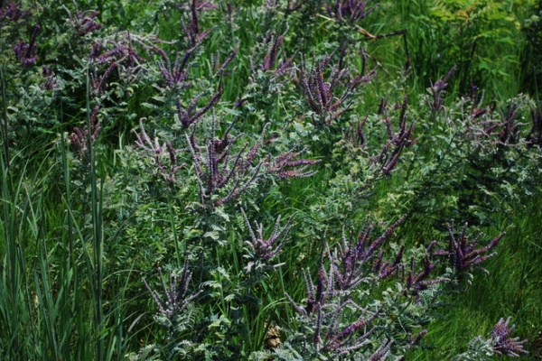 Lead Plant / Amorpha canascens