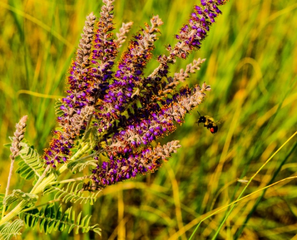 Lead Plant / Amorpha canascens